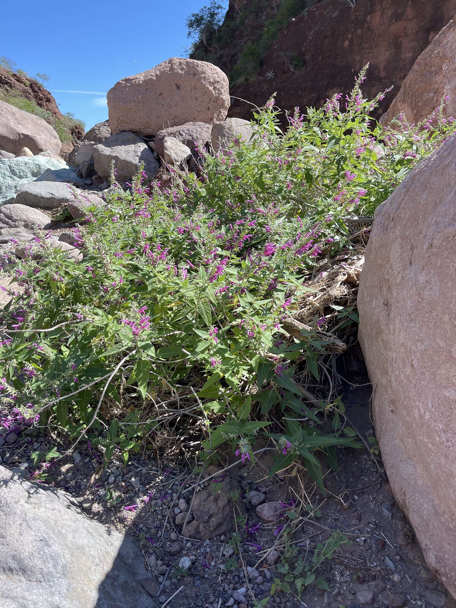 Image of Salvia peninsularis Brandegee