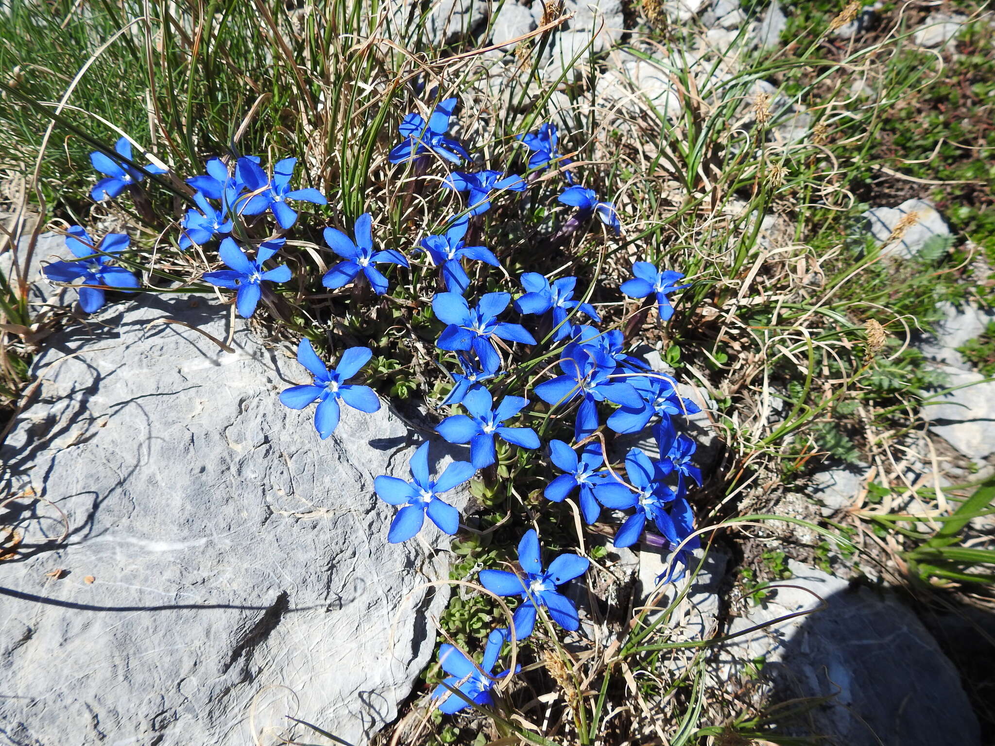 Image of Gentiana terglouensis subsp. schleicheri (Vacc.) Tutin