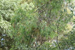 Eucalyptus sideroxylon A. Cunn. ex Woolls resmi