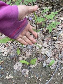 صورة Gentianella propinqua subsp. propinqua