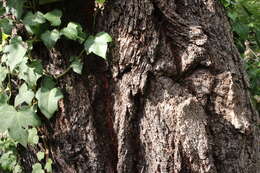 Image of red ironbark