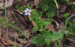 صورة Sutera campanulata (Benth.) O. Kuntze