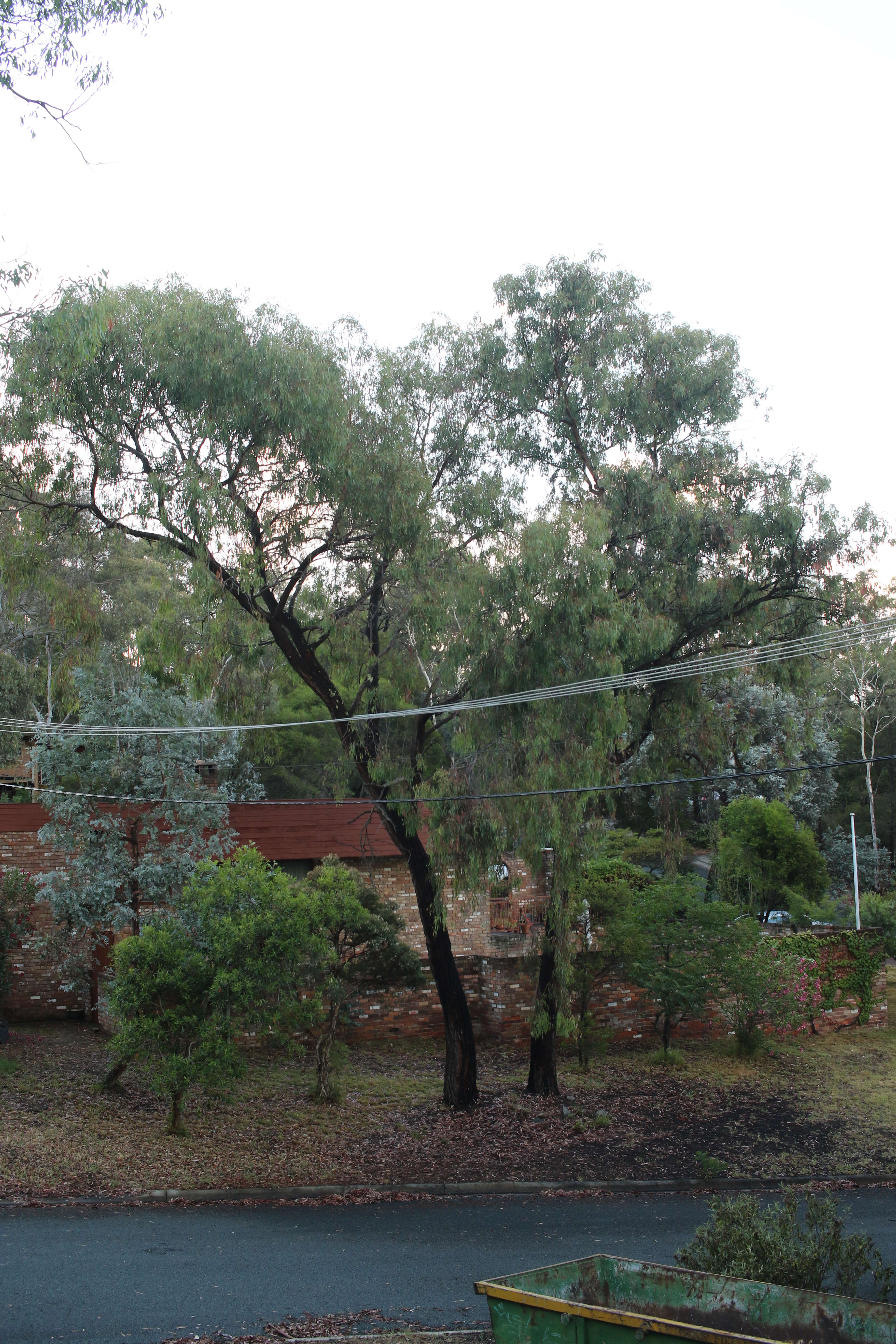 Eucalyptus sideroxylon A. Cunn. ex Woolls resmi