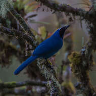 Image of White-collared Jay