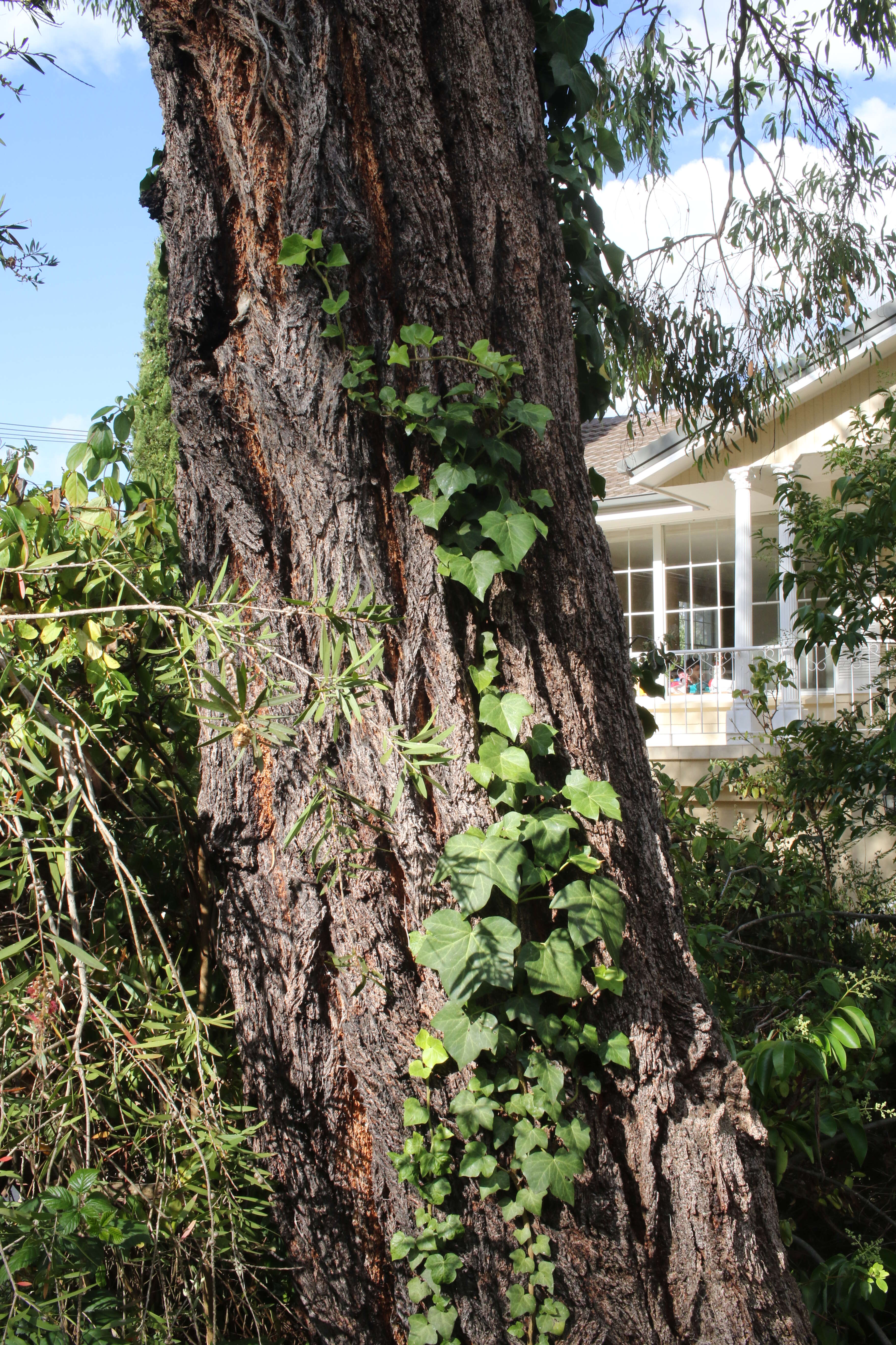 Eucalyptus sideroxylon A. Cunn. ex Woolls resmi