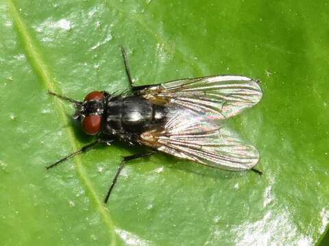 Image of Hydrotaea dentipes (Fabricius 1805)