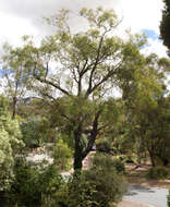 Eucalyptus sideroxylon A. Cunn. ex Woolls resmi