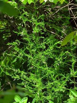 Image of Asparagus tenuifolius Lam.