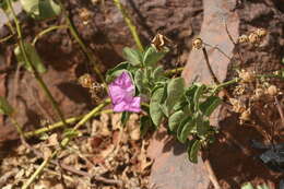 Imagem de Ipomoea asarifolia (Desr.) Roem. & Schult.