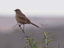 Image of Karoo Scrub Robin