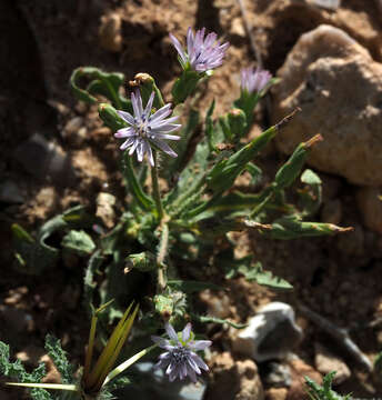 Image of Lactuca undulata Ledeb.