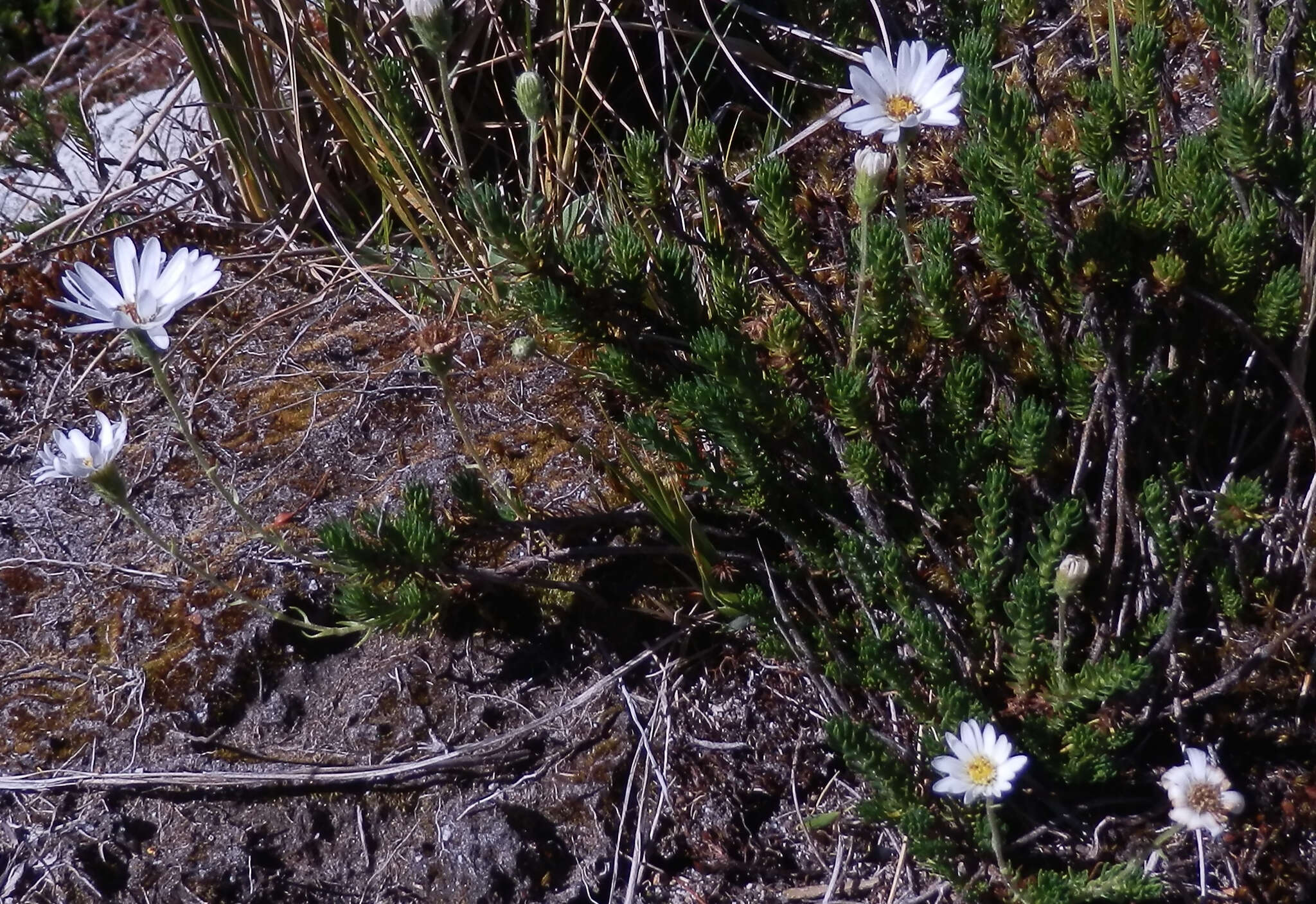 Plancia ëd Celmisia lateralis J. Buch.