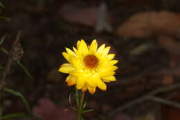 Plancia ëd Xerochrysum viscosum