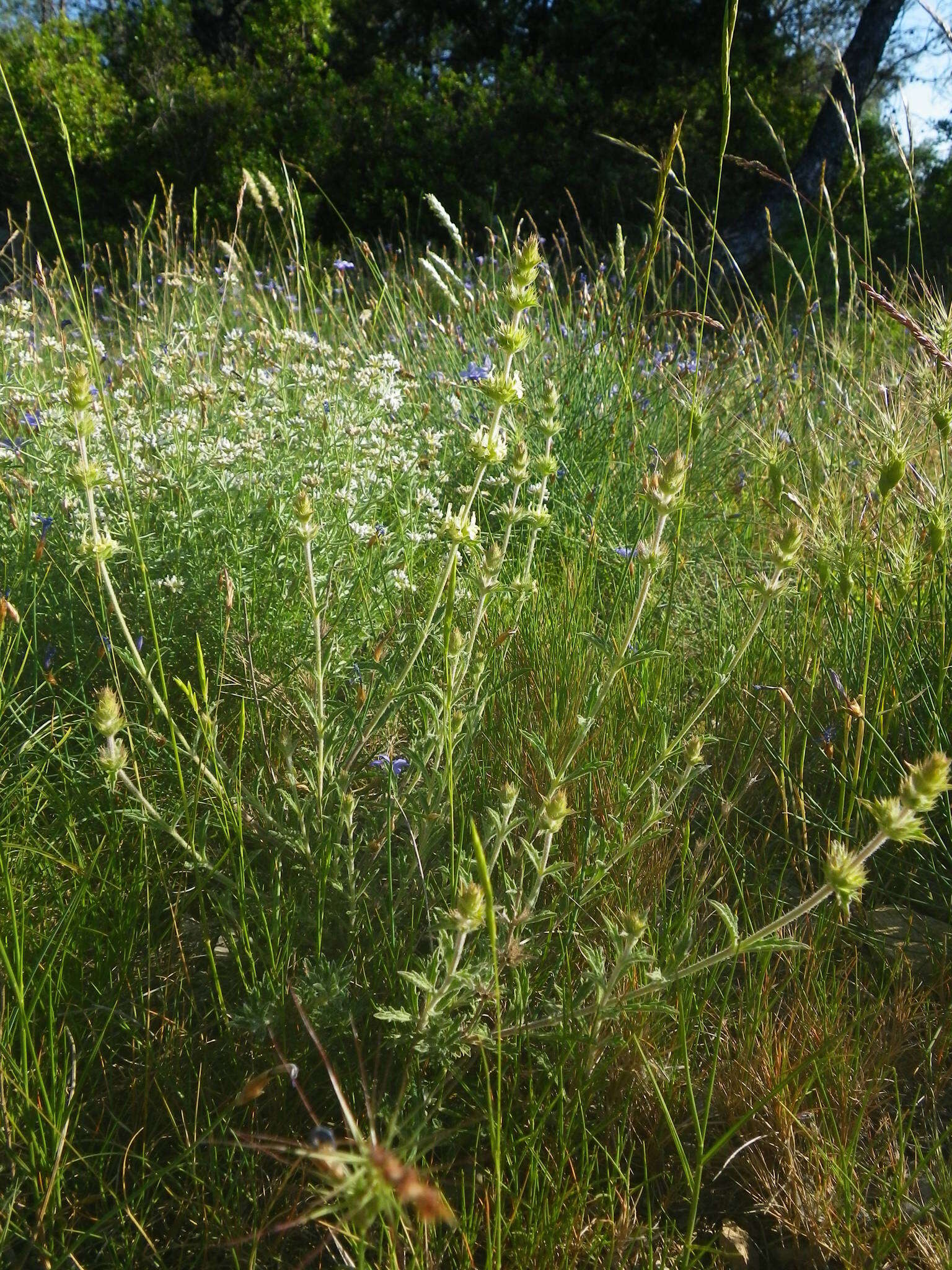 Image de Sideritis fruticulosa Pourr.