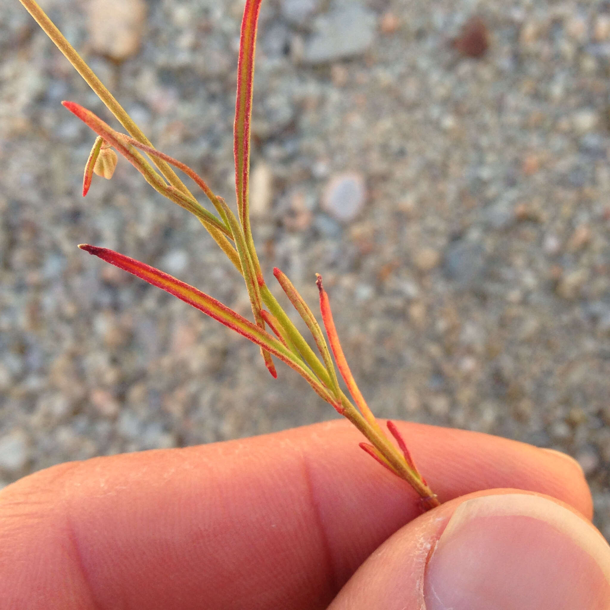 Image of speckled clarkia