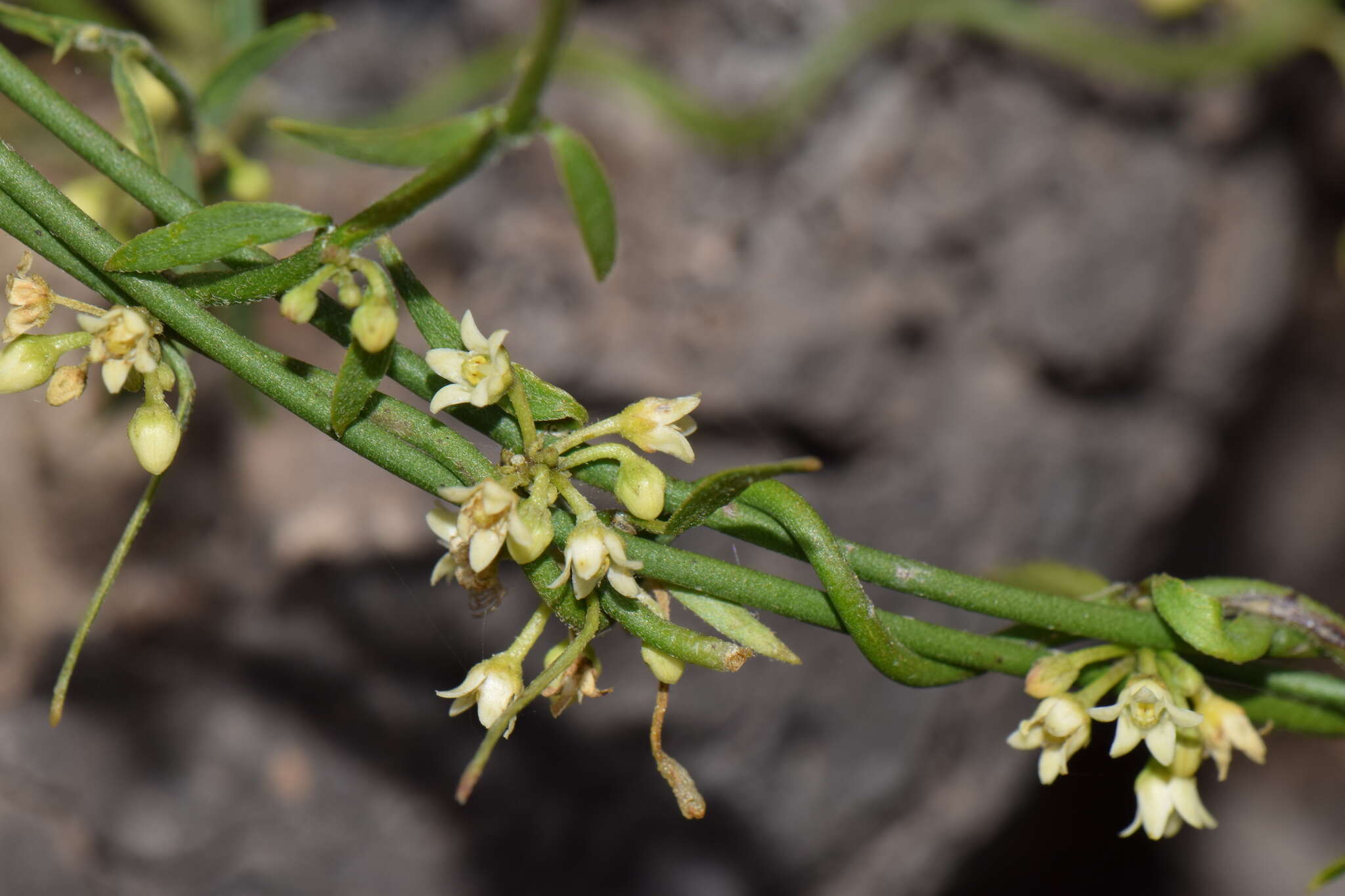 Orthosia angustifolia (Turcz.) Liede & Meve的圖片