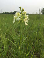 Image of Western prairie fringed orchid