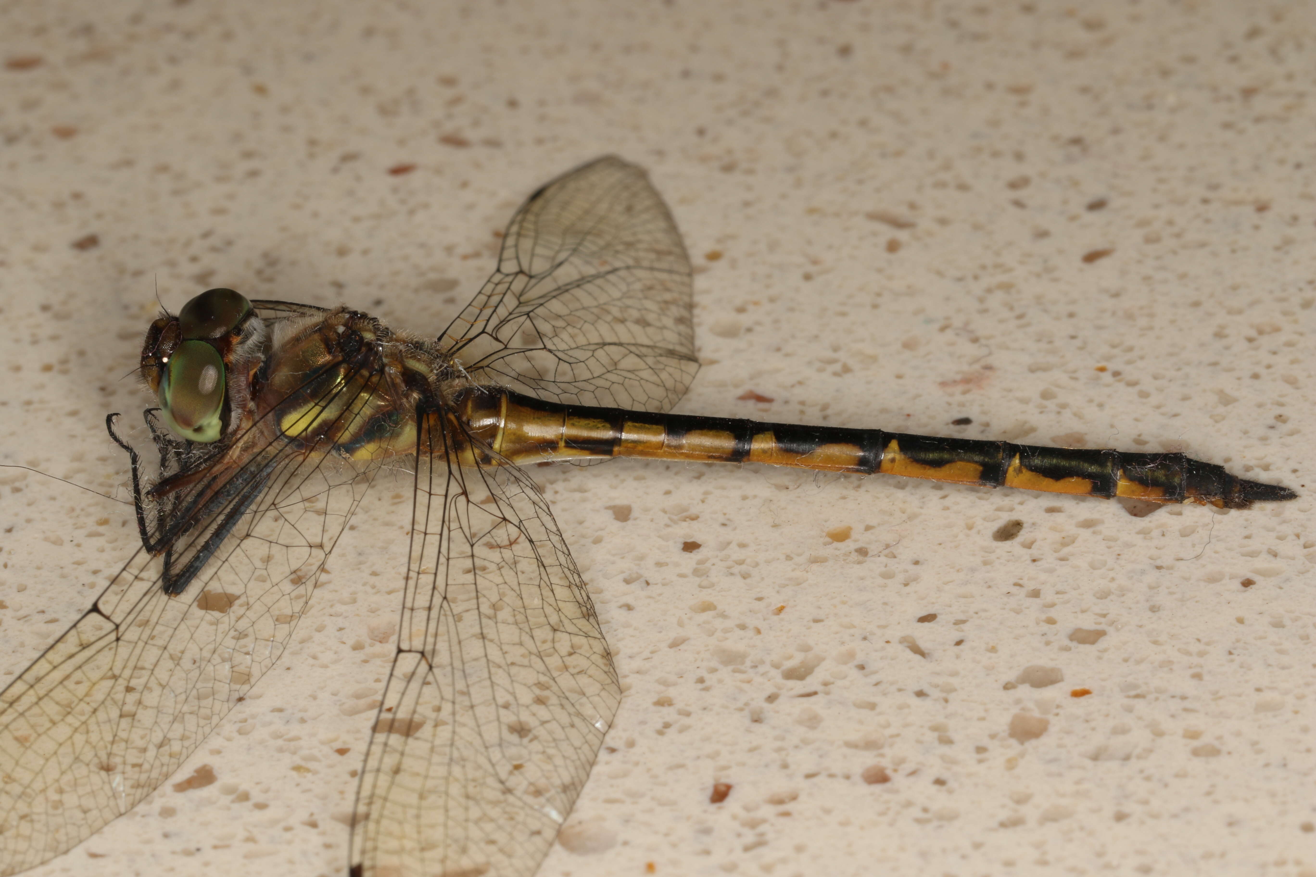 Image of Sentry Dragonfly