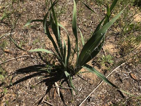 Image of Arkansas yucca