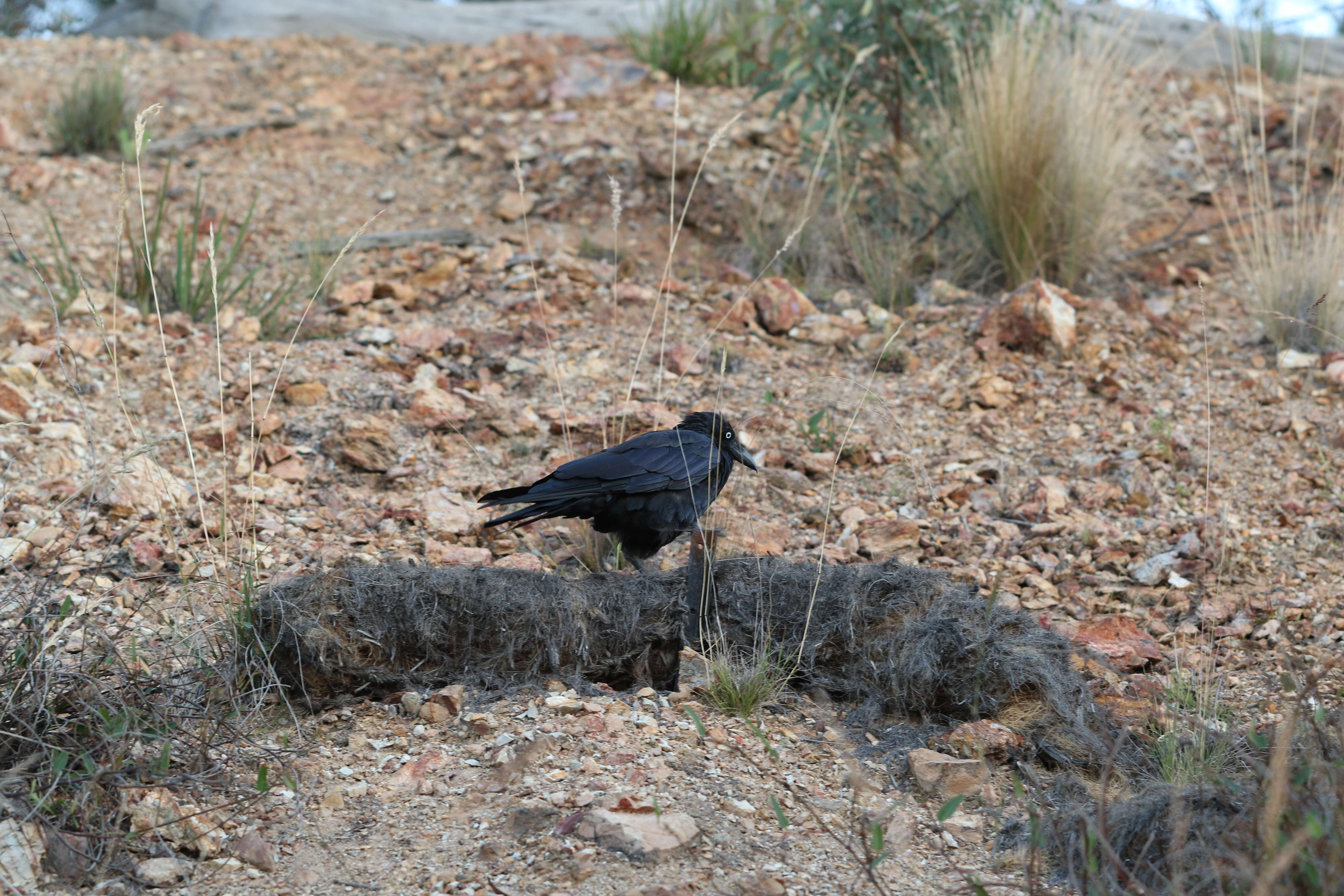 Imagem de Corvus coronoides Vigors & Horsfield 1827