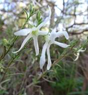 Image of Anthocercis angustifolia F. Müll.