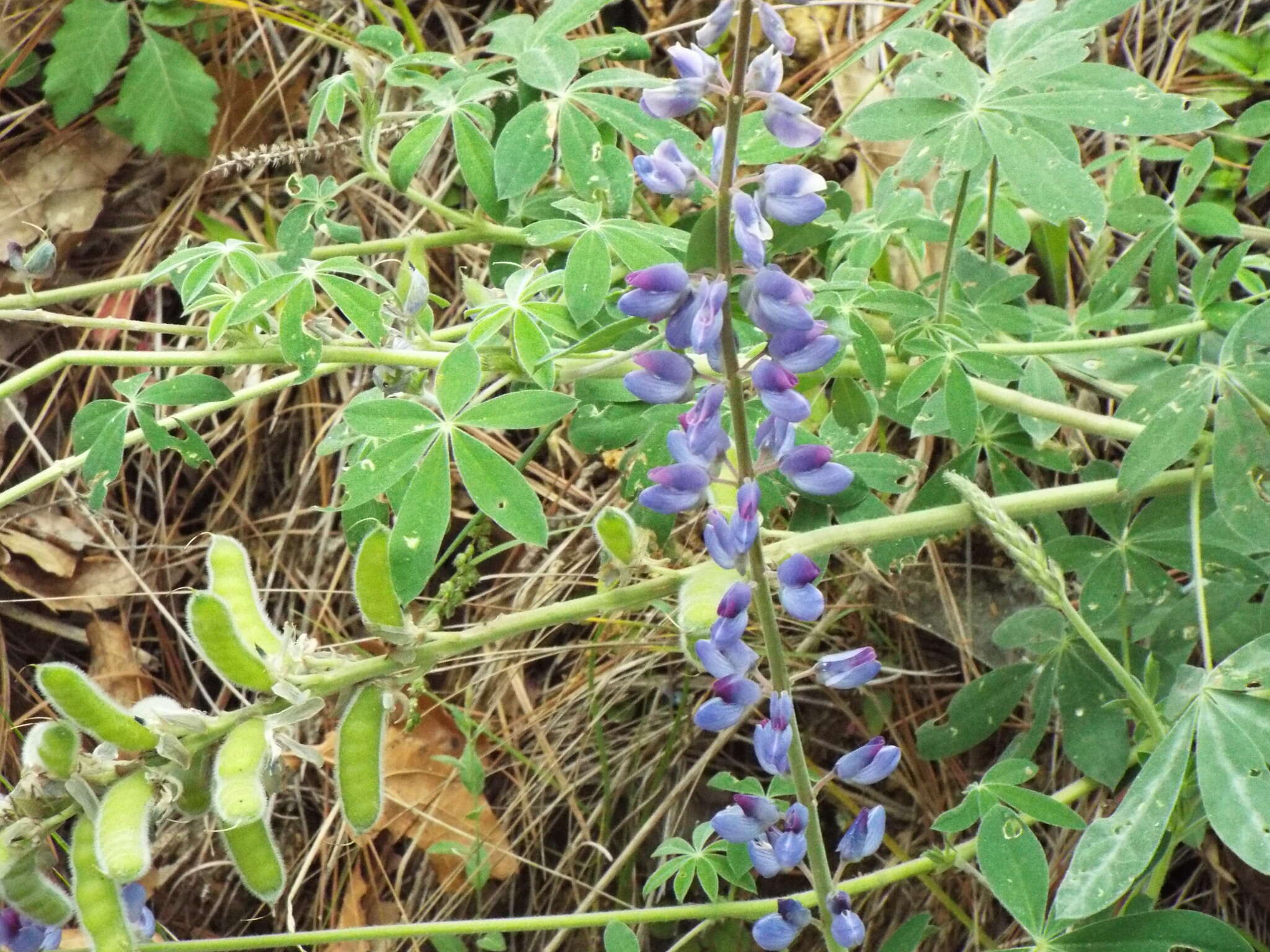 Image of <i>Lupinus caballoanus</i>