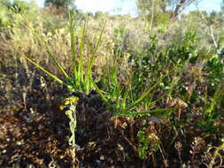 Слика од Erodium crinitum Carolin