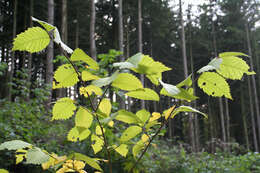 Image of American elm