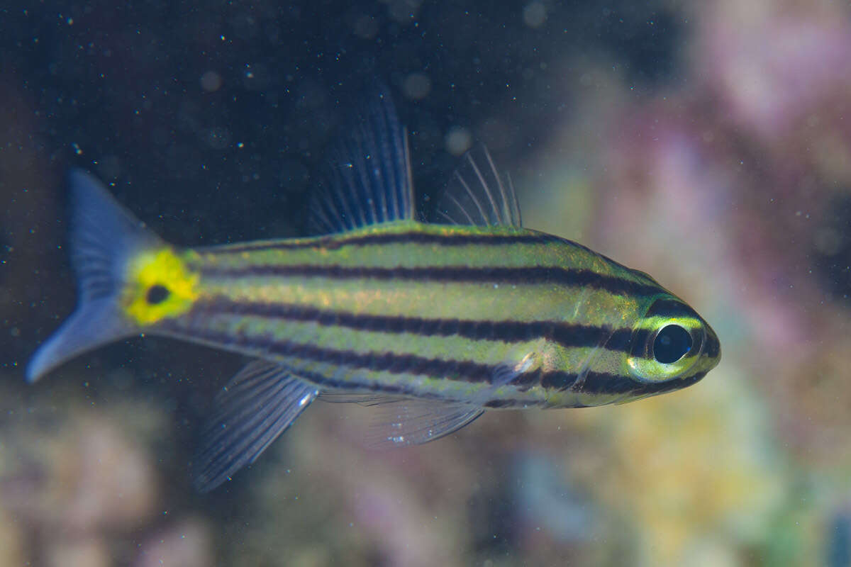 Image of Five-lined cardinalfish