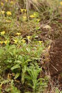 Pombalia parviflora (Mutis ex L. fil.) Paula-Souza resmi