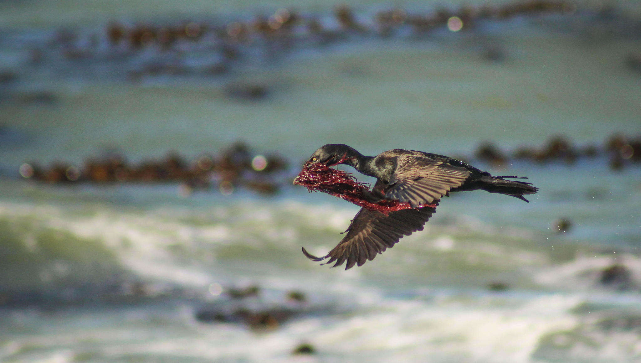 Слика од Phalacrocorax neglectus (Wahlberg 1855)