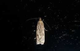 Image of Phaeosaces apocrypta