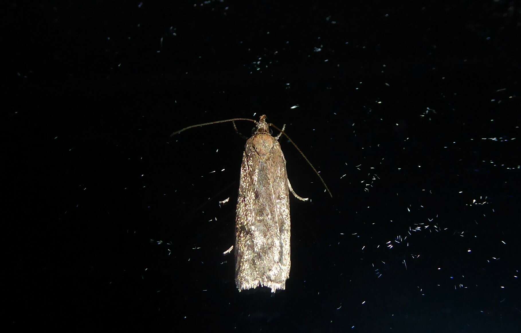 Image de Phaeosaces apocrypta