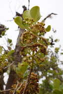 Image of Monimia rotundifolia Thou.