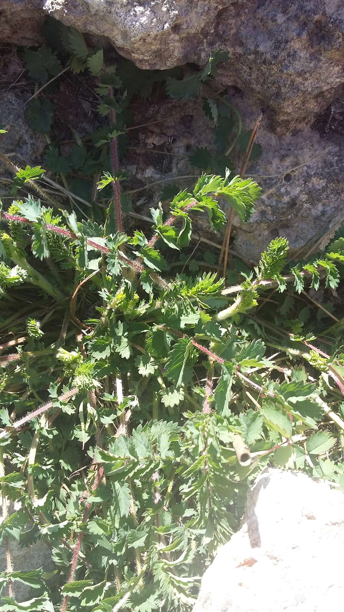 Image of Sanguisorba minor subsp. balearica (Bourg. ex Nyman) Mu