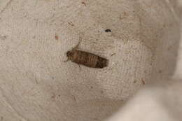 Image of codling moth