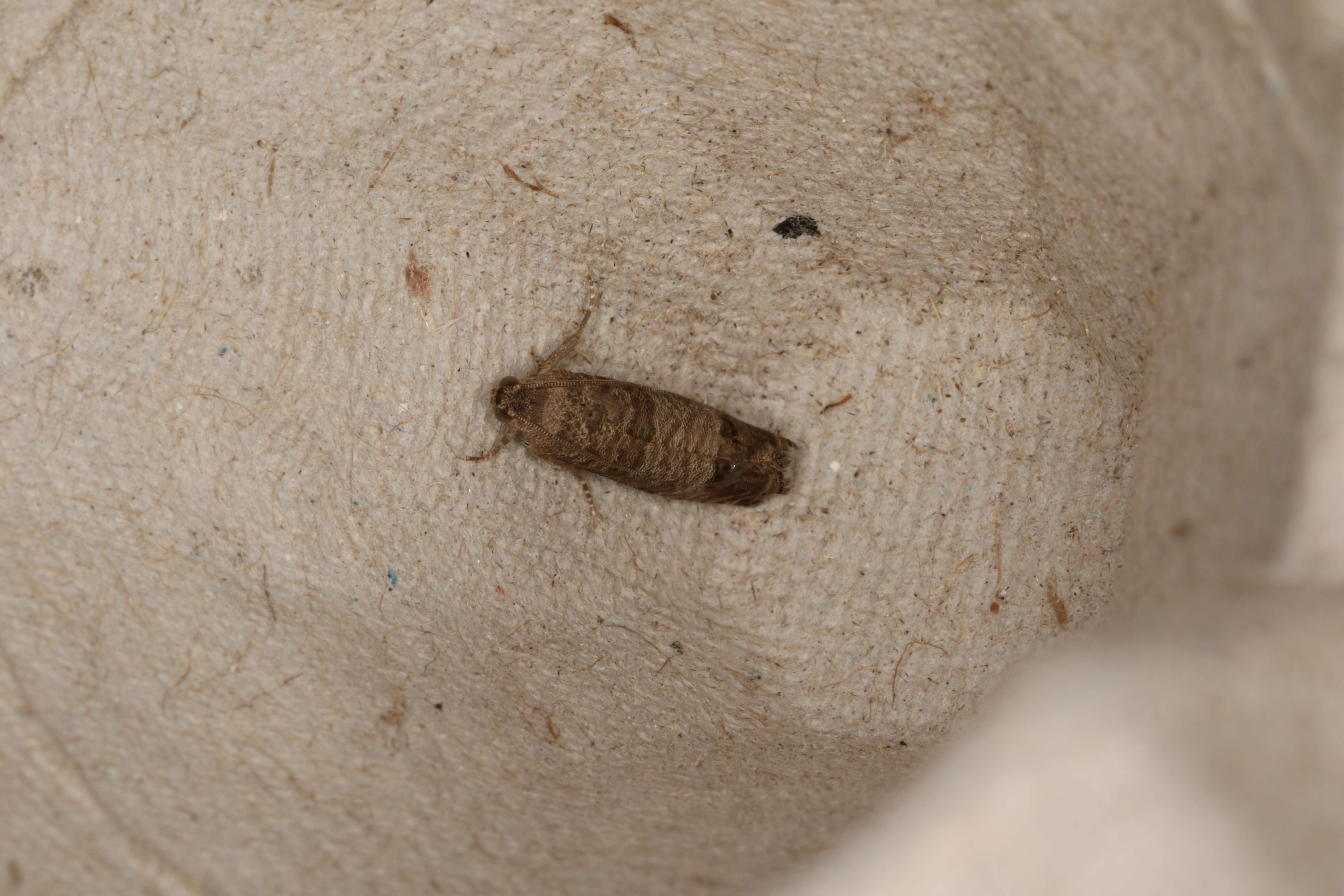 Image of codling moth