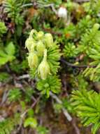 Image de Phyllodoce glanduliflora (Hook.) Coville