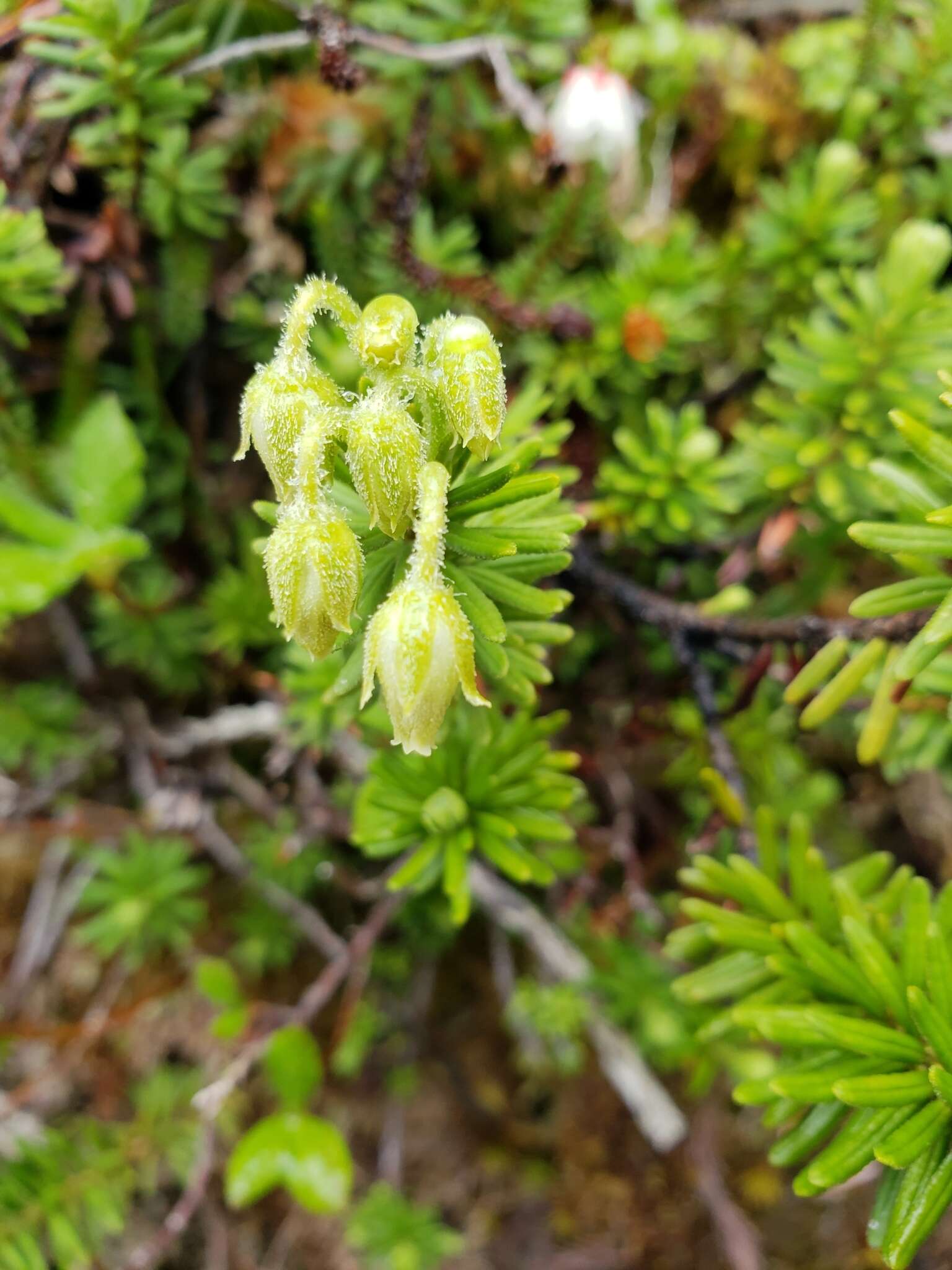 Image of Yellow Mountain-Heath