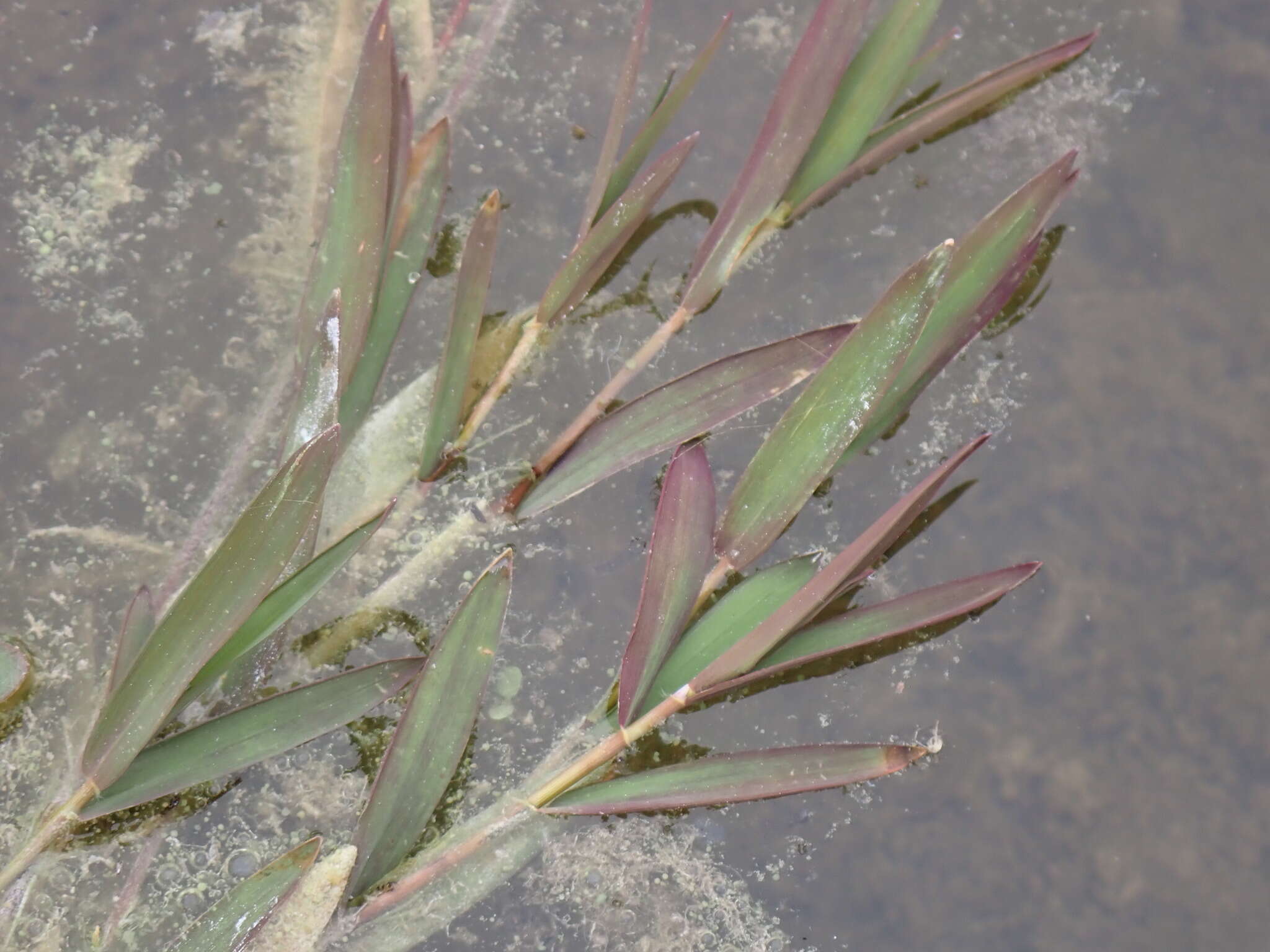 Image of Southern Water Grass