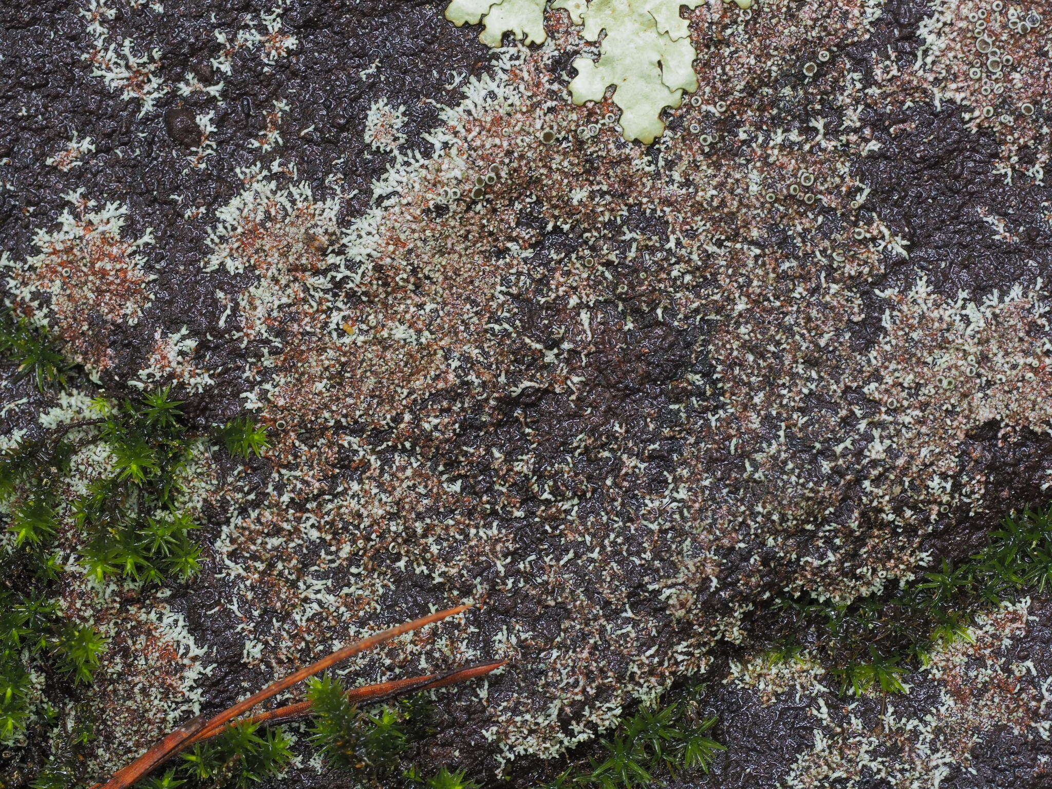 Image of Hale's rosette lichen