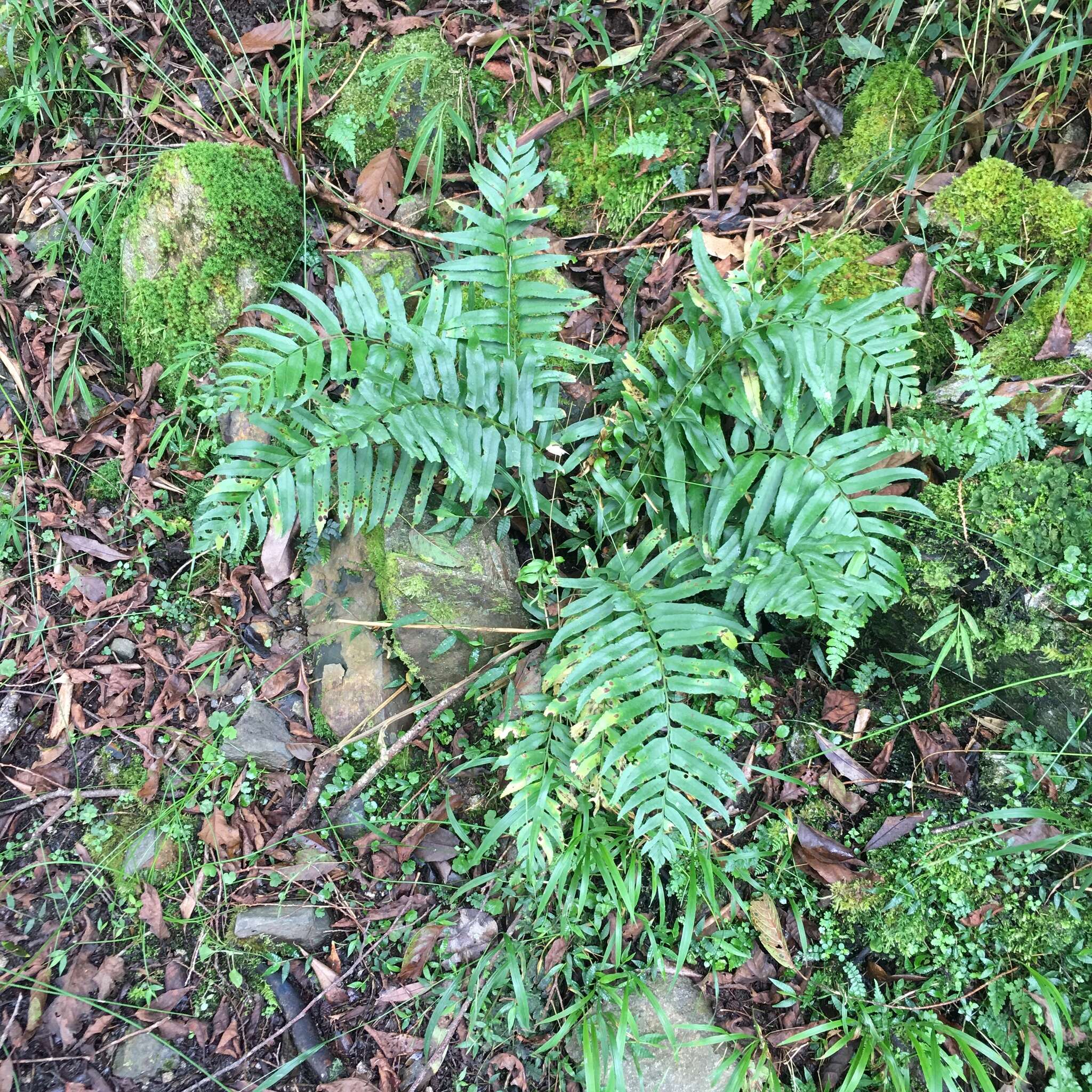 Image of Polystichum integripinnum Hayata