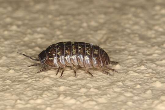 Image of Pill woodlouse