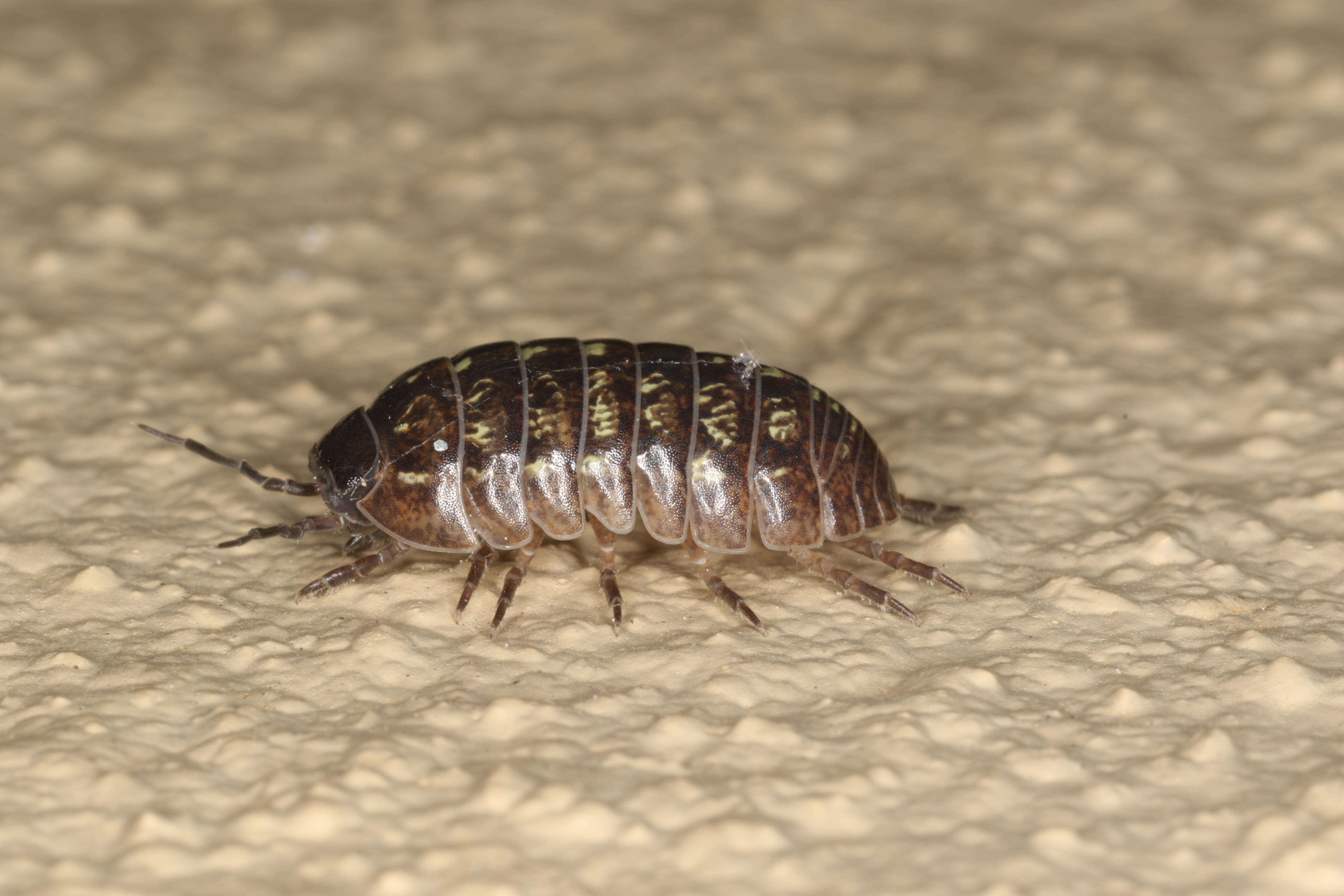 Image of Pill woodlouse