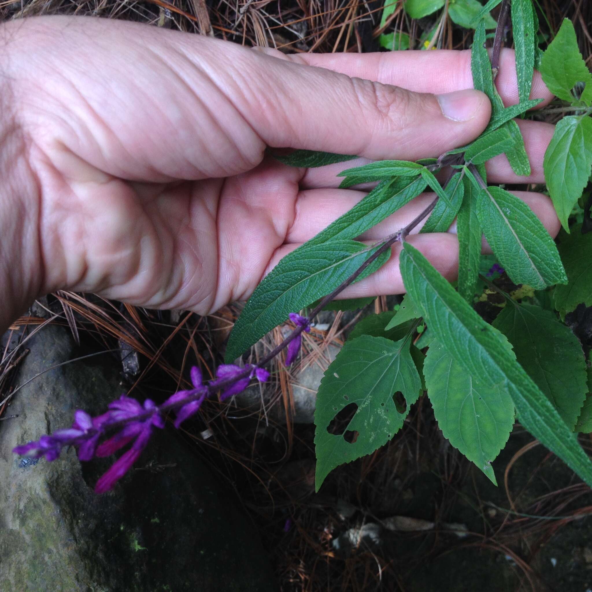 Sivun Salvia leucantha Cav. kuva