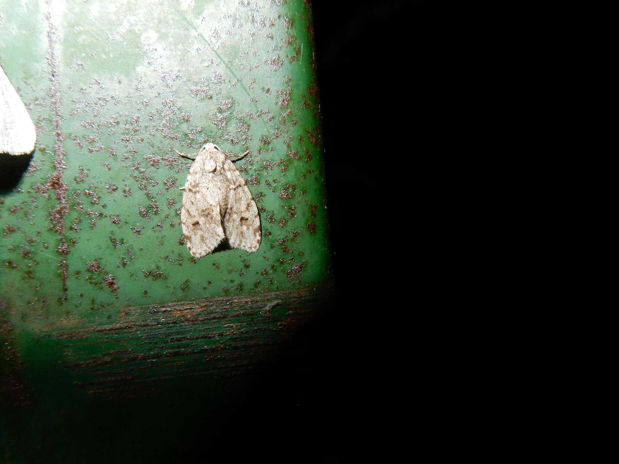 Image of Little White Lichen Moth