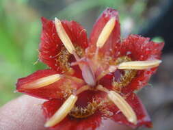 Image of Calochortus pringlei B. L. Rob.