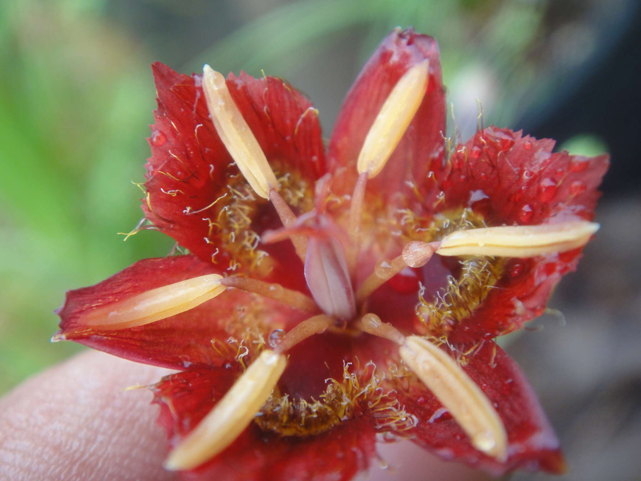 Calochortus pringlei B. L. Rob. resmi