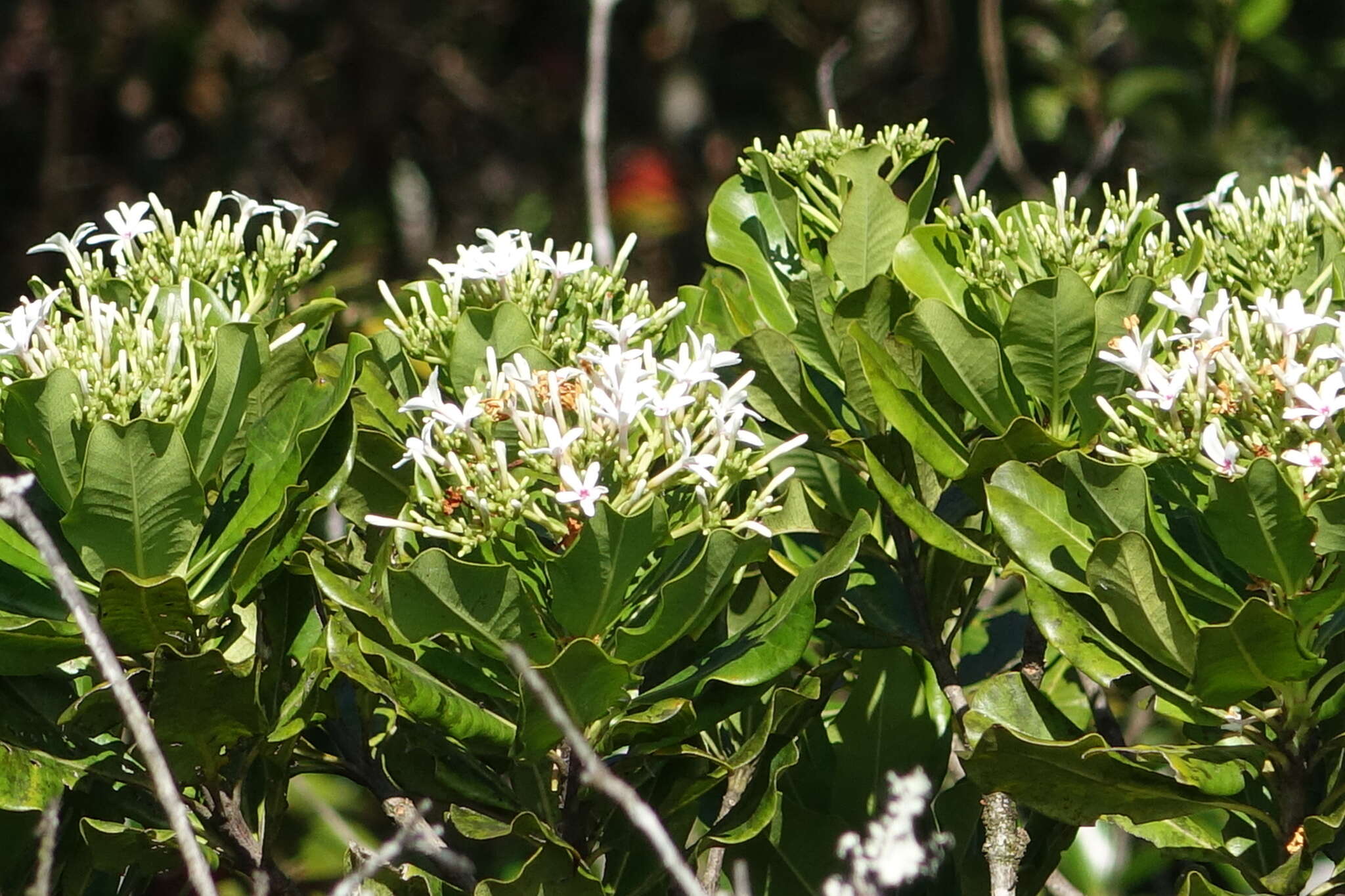 Imagem de Craspidospermum verticillatum Bojer ex Decne.