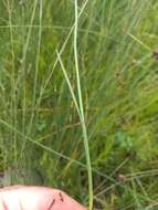 Image of blue umbrella-sedge